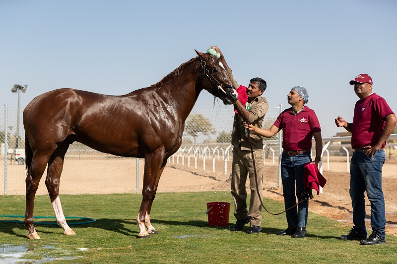 RS1639_28.2.20_GLADIATOR KING_TRACKWORK_SAUDI CUP_NH-7940 shower horses_web.jpg