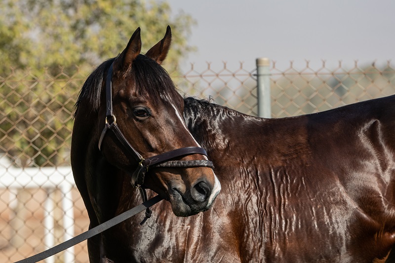 RS2782_15.2.21_SJC_GLOBAL GIANT_Trackwork_Neville Hopwood-3889 racing horseweb.jpg