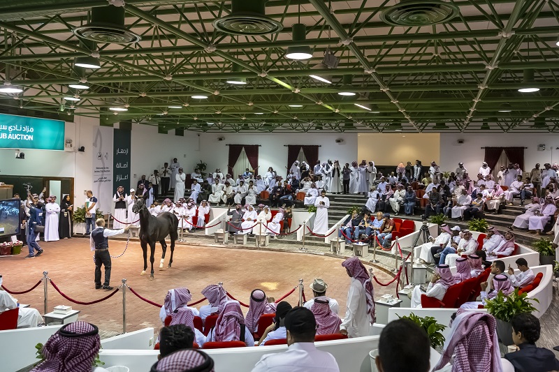 Horse Auctions