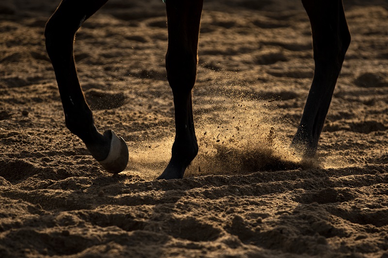 RS3059_17.2.2021_SJC_GENERAL_Trackwork_Mahmoud Khaled-0558 racing dirttrack_web.jpg