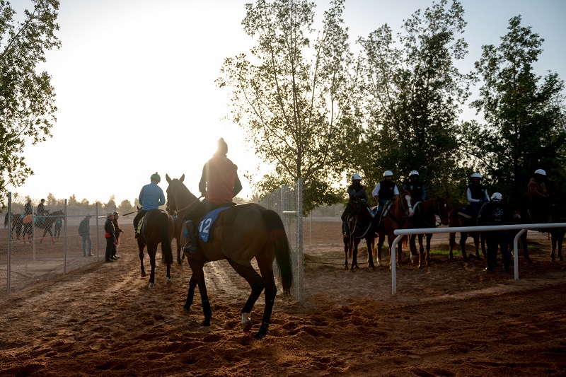 RS1362_27.2.20_Sir Dancealot_TRACKWORK_SAUDI CUP__DD64801.jpg  racing training_web.jpg